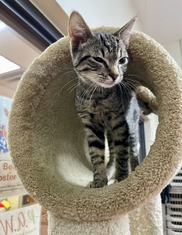 Home - Humane Society of Northeast Georgia