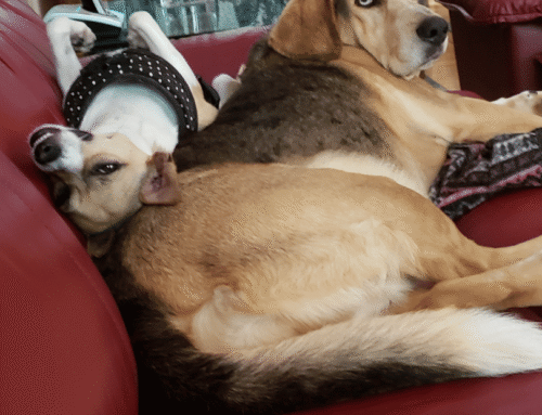 A Sign from Above: A Heartwarming Pet Adoption Story from the Humane Society of Northeast GA