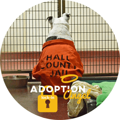 Adoption Angel Lock-In