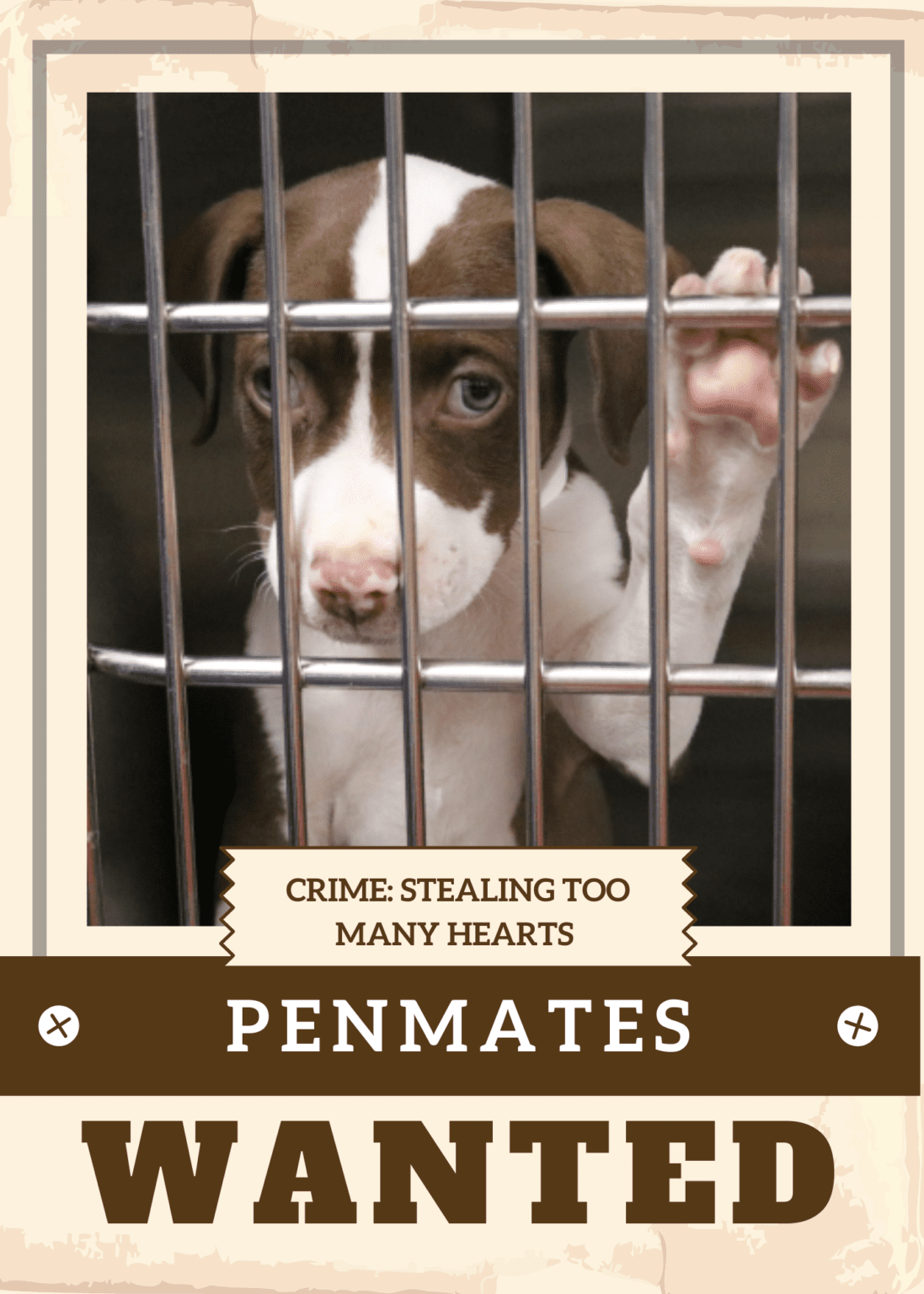 Home - Humane Society of Northeast Georgia