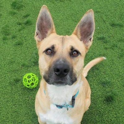Adoption Angel: Grindelwald