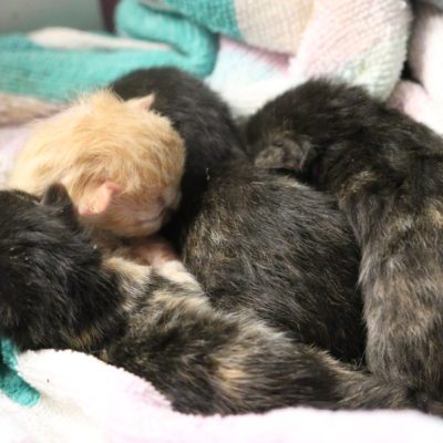 Adoption Angel: Orphaned Kittens