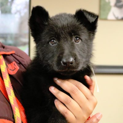 Adoption Angel: Mr. Puff