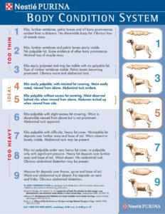Purina Body Condition System for Dogs