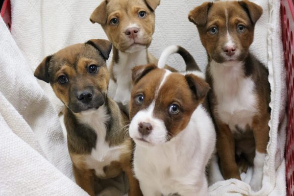 Adopt