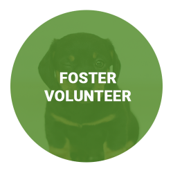 foster-volunteer