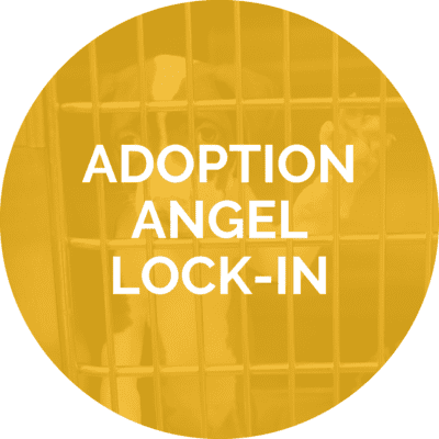Adoption Angel Lock-In